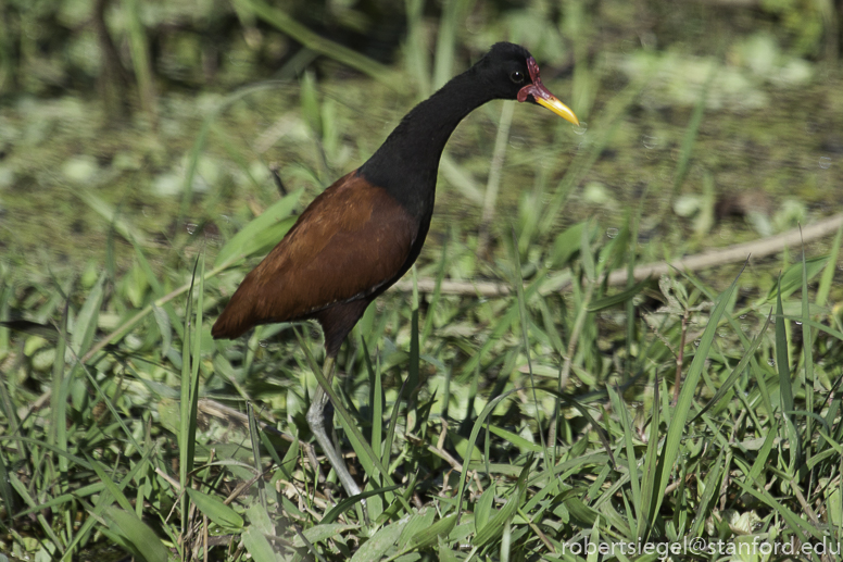 jacana